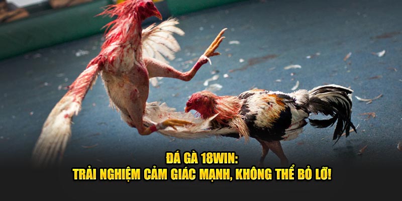 da-ga-18win-trai-nghiem-cam-giac-manh-khong-the-bo-lo-