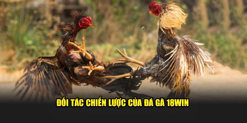 doi-tac-chien-luoc-cua-da-ga-18win