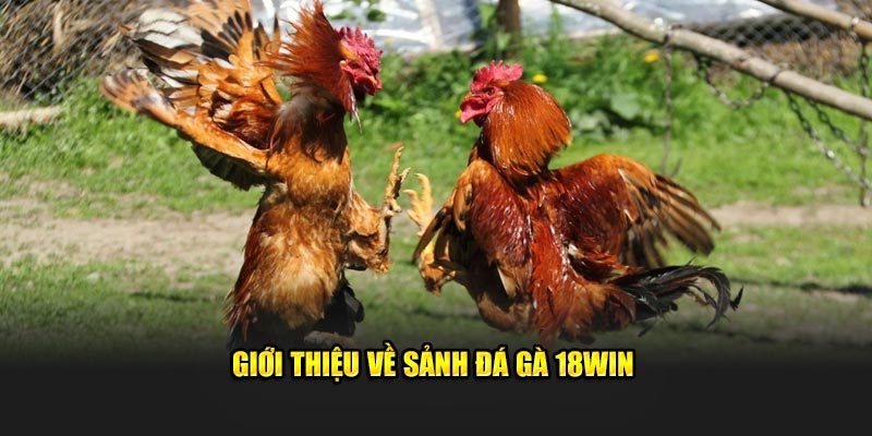 gioi-thieu-ve-sanh-da-ga-18win